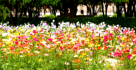 blur in the spring colors    flowers and   garden の写真素材