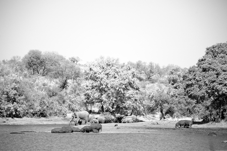 blur in south africa    kruger  wildlife  nature  reserve and  wild hippopotamusの写真素材