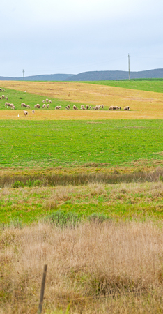 blur in south africa plant      land bush   and sheep  near the  hillの写真素材