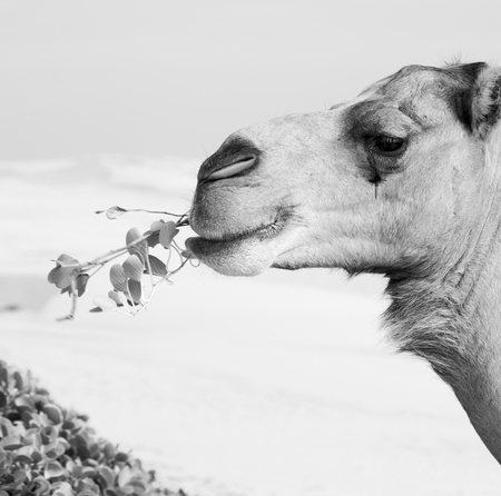 in oman empty quarter of desert a free dromedary near the  seaの写真素材