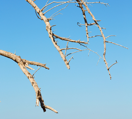 the sky light in oman old dead tree  の写真素材