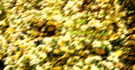 blur in the spring colors    flowers and   garden の写真素材