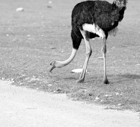 blur in south africa   mlilwane wildlife  nature  reserve and  wild ostrichの写真素材
