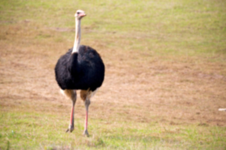 blur in south africa   mlilwane wildlife  nature  reserve and  wild ostrichの写真素材