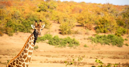 blur in south africa    kruger  wildlife    nature  reserve and  wild giraffeの写真素材