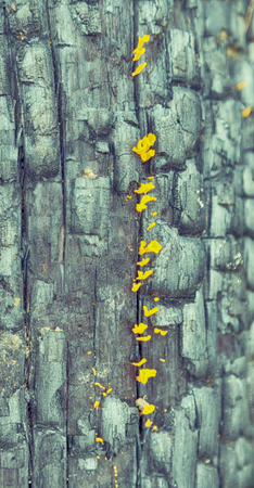 blur in the forest a piece of tree burned like abstract backgroundの写真素材