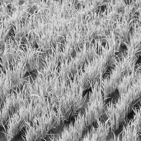 blur  in   philippines  close up of a rice cereal cultivation fieldの写真素材