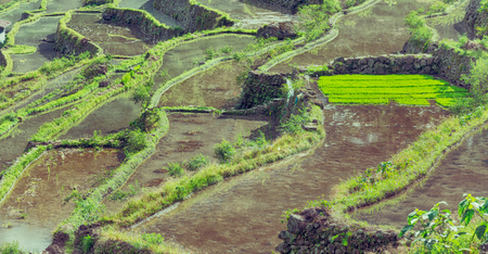 blur  in  philippines  terrace field for coultivation of rice  from banaue unesco siteの写真素材