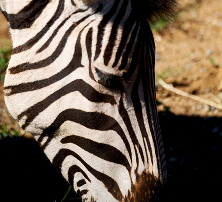 blur in south africa   mlilwane wildlife  nature  reserve and wild zebraの写真素材