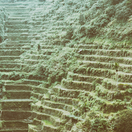 blur  in  philippines  terrace field for coultivation of riceの写真素材