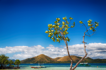 in the philippines island beautiful cosatline tree hill and boat for touristの写真素材