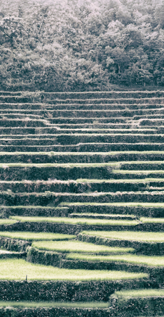 blur  in  philippines  terrace field for coultivation of rice  from banaue unesco site の写真素材