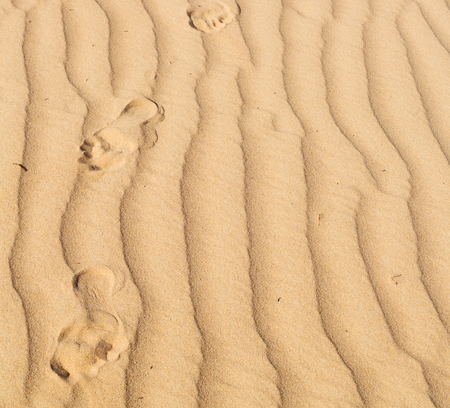 abstract texture line wave in oman the old desert  and the empty quarter の写真素材