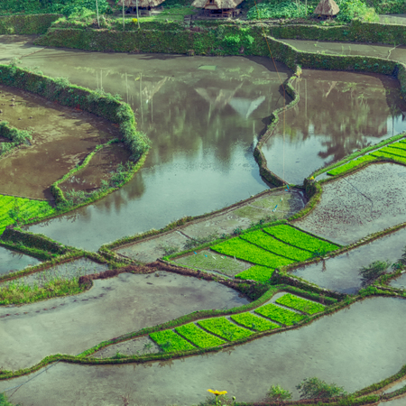 blur  in  philippines  terrace field for coultivation of rice  from banaue unesco siteの写真素材
