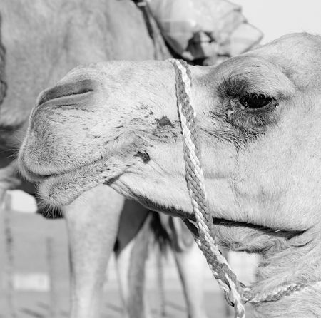 dromedary near the sky in oman empty quarter of desert a  freeの写真素材