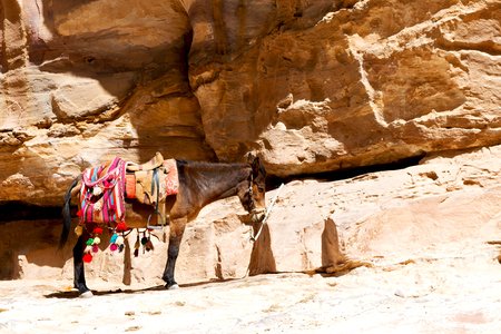 in petra jordan a donkey waiting for the tourist near the antique mountainの写真素材
