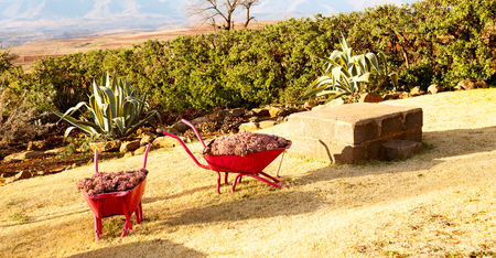 in lesotho africa the wheelbarrow near plant and cactus like nature concept