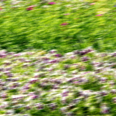 blur in the spring colors    flowers and   garden の写真素材