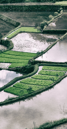 blur  in  philippines  terrace field for coultivation of rice  from banaue unesco siteの写真素材