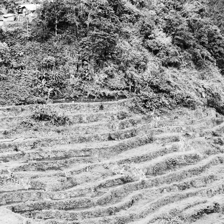 blur  in  philippines  terrace field for coultivation of rice  from banaue unesco siteの写真素材