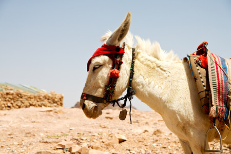 in petra jordan a donkey waiting for the tourist near the antique   mountainの写真素材