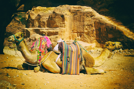 in petra jordan the camel for the tourist near the antique wonder siteのeditorial素材