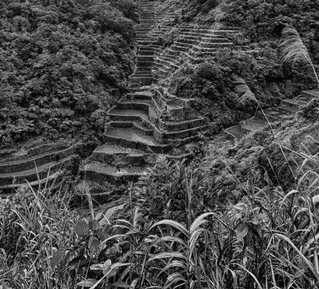 blur  in  philippines  terrace field for cultivation of rice  from banaueの写真素材
