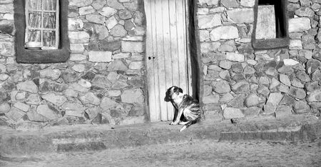 near a house the  dog  waiting aloneの写真素材