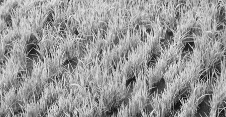 blur  in   philippines  close up of a rice cereal cultivation fieldの写真素材