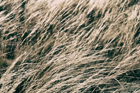 the abstract texture of a yellow grass like autumn conceptの写真素材