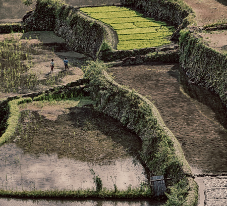 blur in philippines terrace field for cultivation of rice from banaue  siteの写真素材