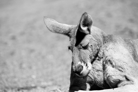 in  australia natuarl park close  up of the kangaroo near   bushの写真素材