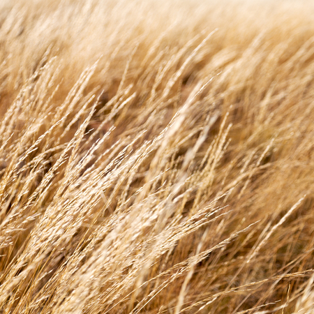 the abstract texture of a yellow grass like autumn concept