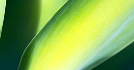 texture and close up of a leaf like abstract background