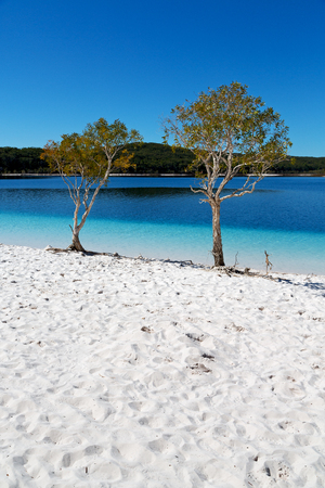 in  australia  lake mckenzie  tourism tree and relax in the paradiseの写真素材