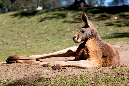 in  australia natuarl park close  up of the kangaroo near   bushの写真素材