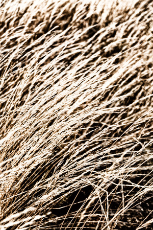the abstract texture of a yellow grass like autumn conceptの写真素材