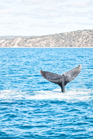 in australia a free whale in the ocean like concept of freedomの写真素材