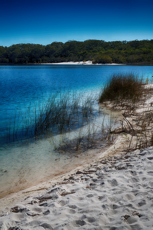 in  australia  lake mckenzie  tourism tree and relax in the paradiseの写真素材