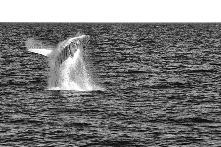 in australia a free whale in the ocean like concept of freedom の写真素材