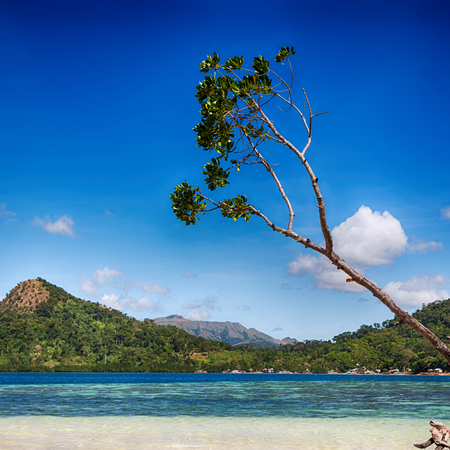 in the philippines island beautiful cosatline tree hill and boat for touristの写真素材