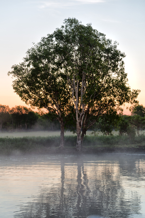 in australia the reflex of the tree in the morning river and fogの写真素材