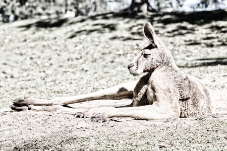 in  australia natuarl park close  up of the kangaroo near   bushの写真素材
