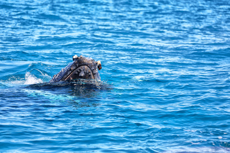 A free whale in the ocean like concept of freedomの写真素材