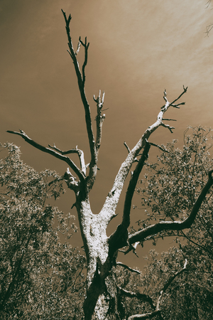 australia outback the tree and leaf in the clear sky