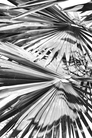 in australia the branch of the palm in the clear skyの写真素材