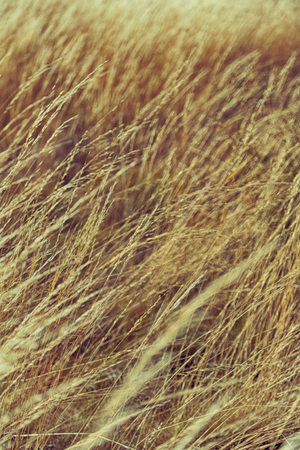 the abstract texture of a yellow grass like autumn conceptの写真素材