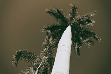 in australia the branch of the palm in the clear skyの写真素材