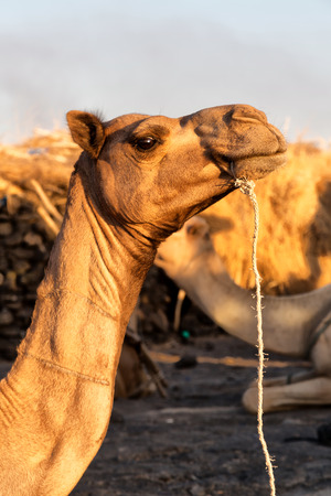 camel in the sky like abstract backgroundの写真素材
