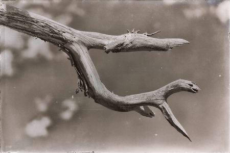 in  ethiopia africa  abstract texture background of an empty branch like a monsterの写真素材